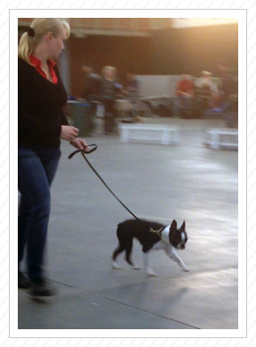 Dani mit unserer Annabell auf der Terrier-Ausstellung 
in Paaren im Glien am 22.11.2014