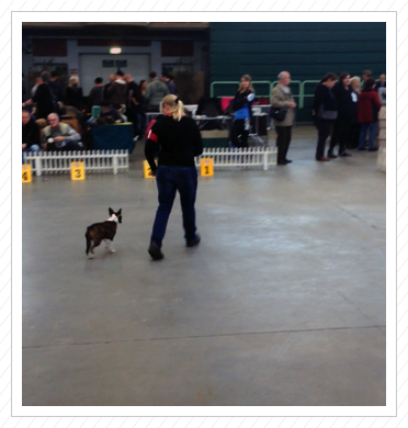 Betty macht ihre ersten Ringerfahrungen auf der Terrier-Ausstellung in Paaren im Glien am 22.11.2014