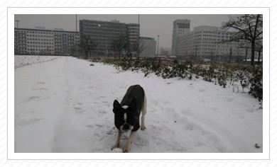 Pepe im Schnee - Januar 2016