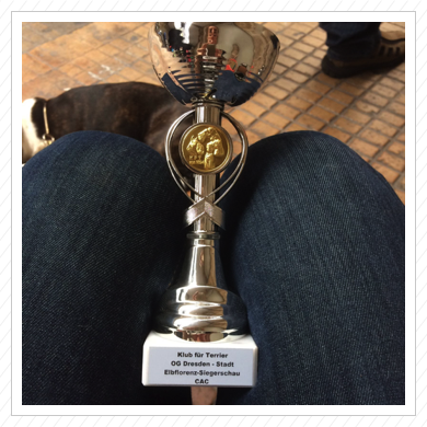 schöner Pokal für Tonio auf der Terrierausstellung in Dresden - V1 + J-CAC am 04.09.2016
